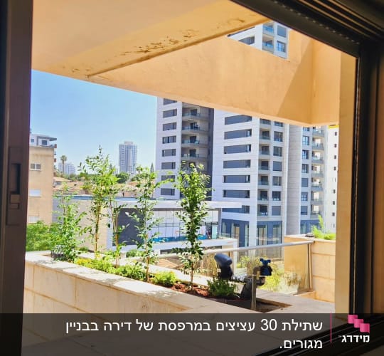 עציצים עם צמחים ירוקים במרפסת בניין